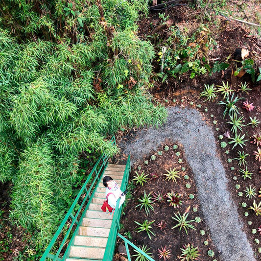 Verde que te quiero verde